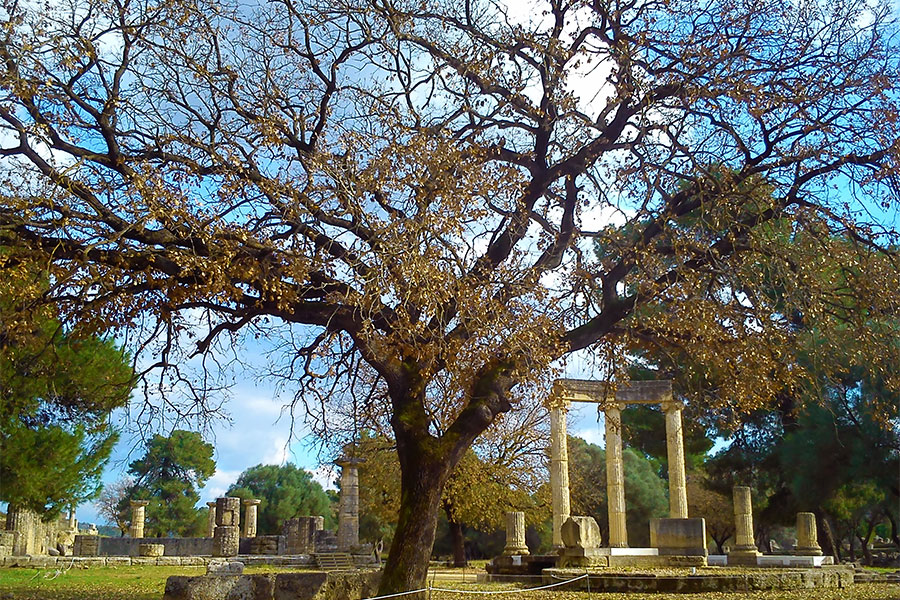 Arbol a lado del Templo de Zeus en Olimpia Antigua